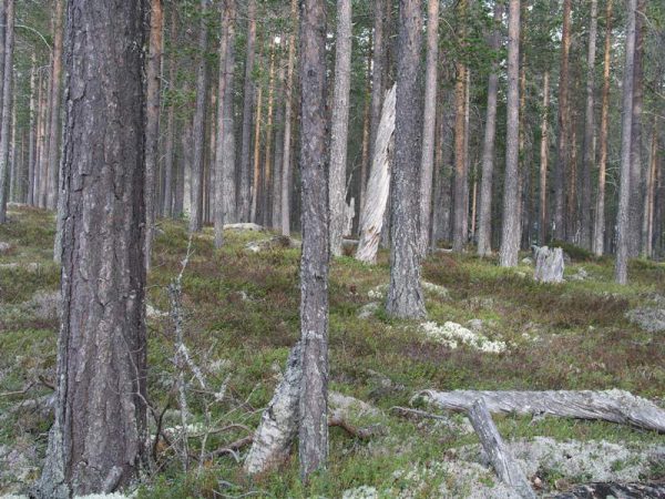 Skogen vid Öjberget var en skyddsvärd gammelskog där ideella inventerare fann 240 arter varav 24 var rödlistade. Marken ägs av FSC certifierade Bergvik Skog och skogen avverkades av FSC-certifierade Stora Enso.