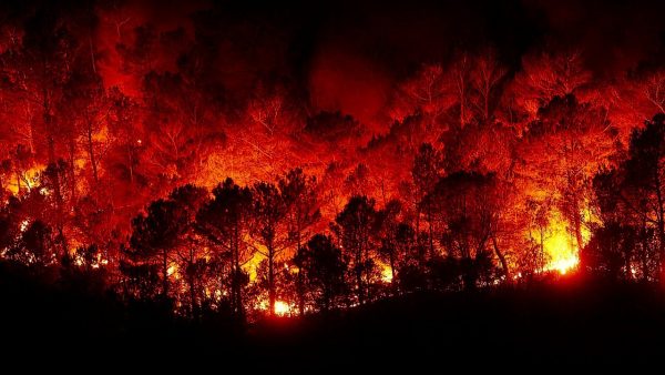 En läskig bild på en oerhörd skogsbrand