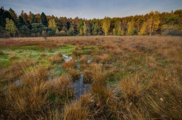 Norge leder an: det vil beskytte alle våtmarksområder
