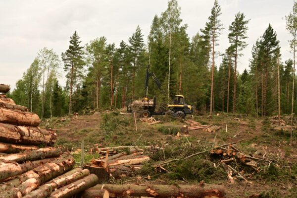 Bild på avverkning i svensk skog