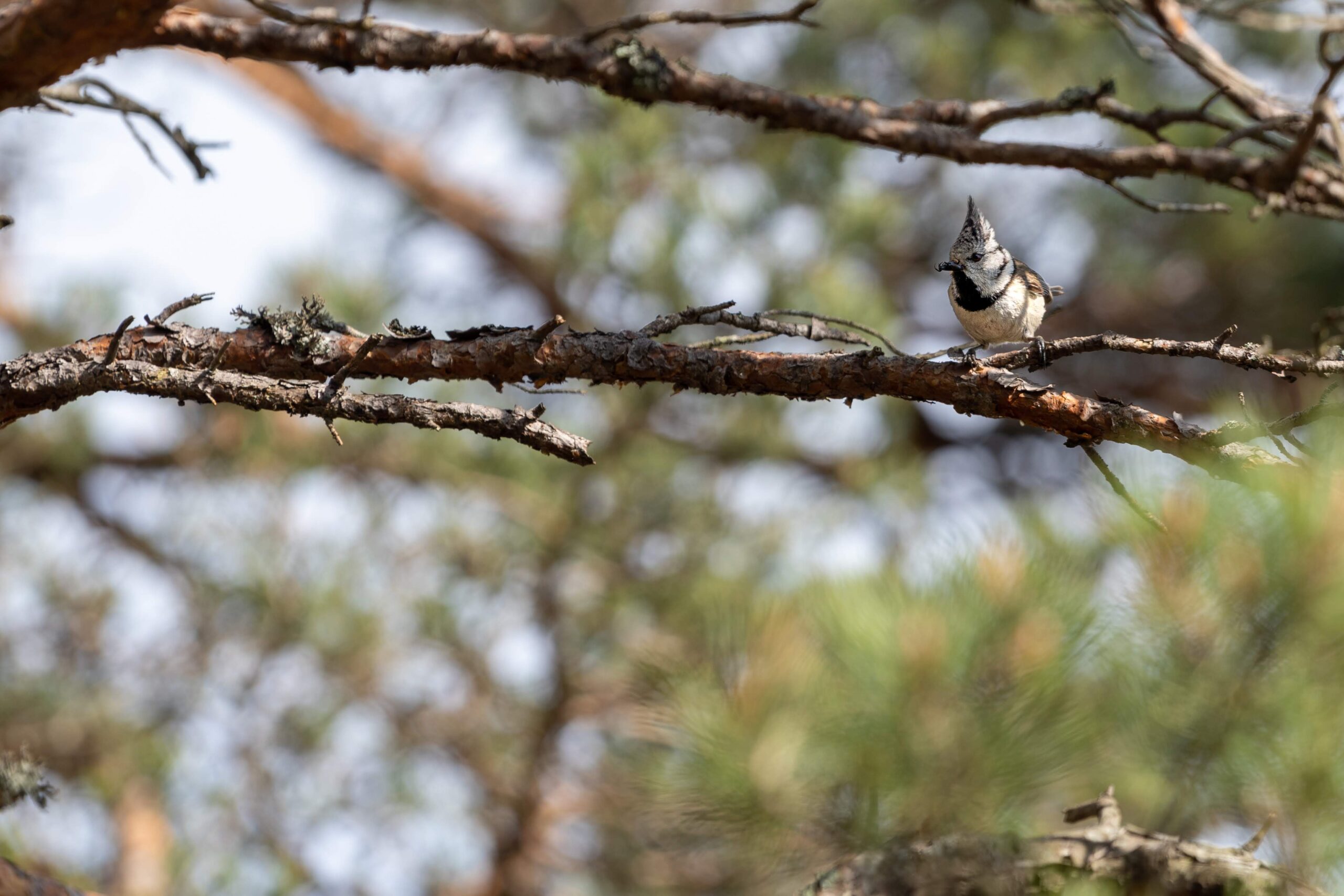 Bild på naturskog med fågel på en kvist