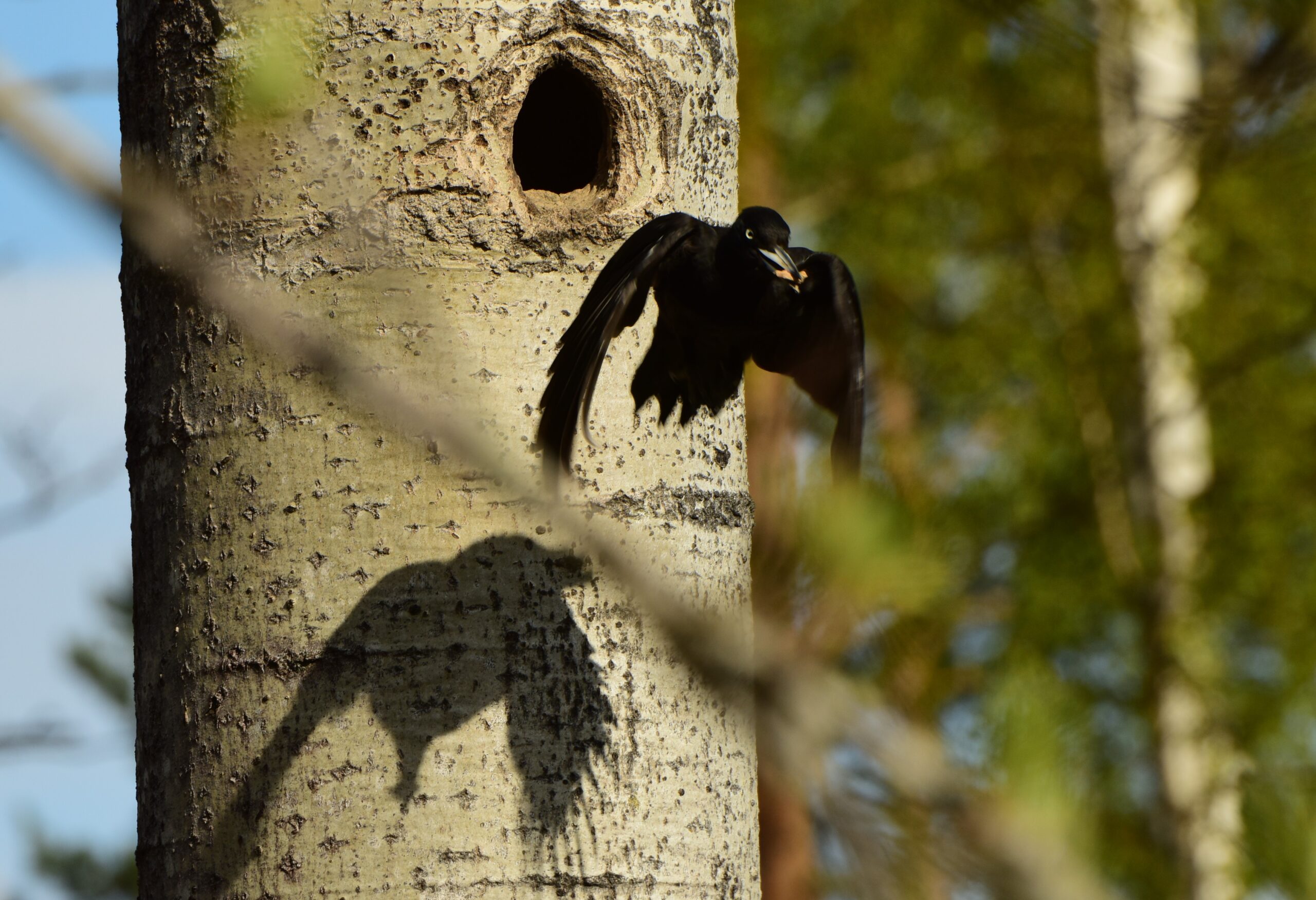 Bild på flygande spillkråka utanför boet