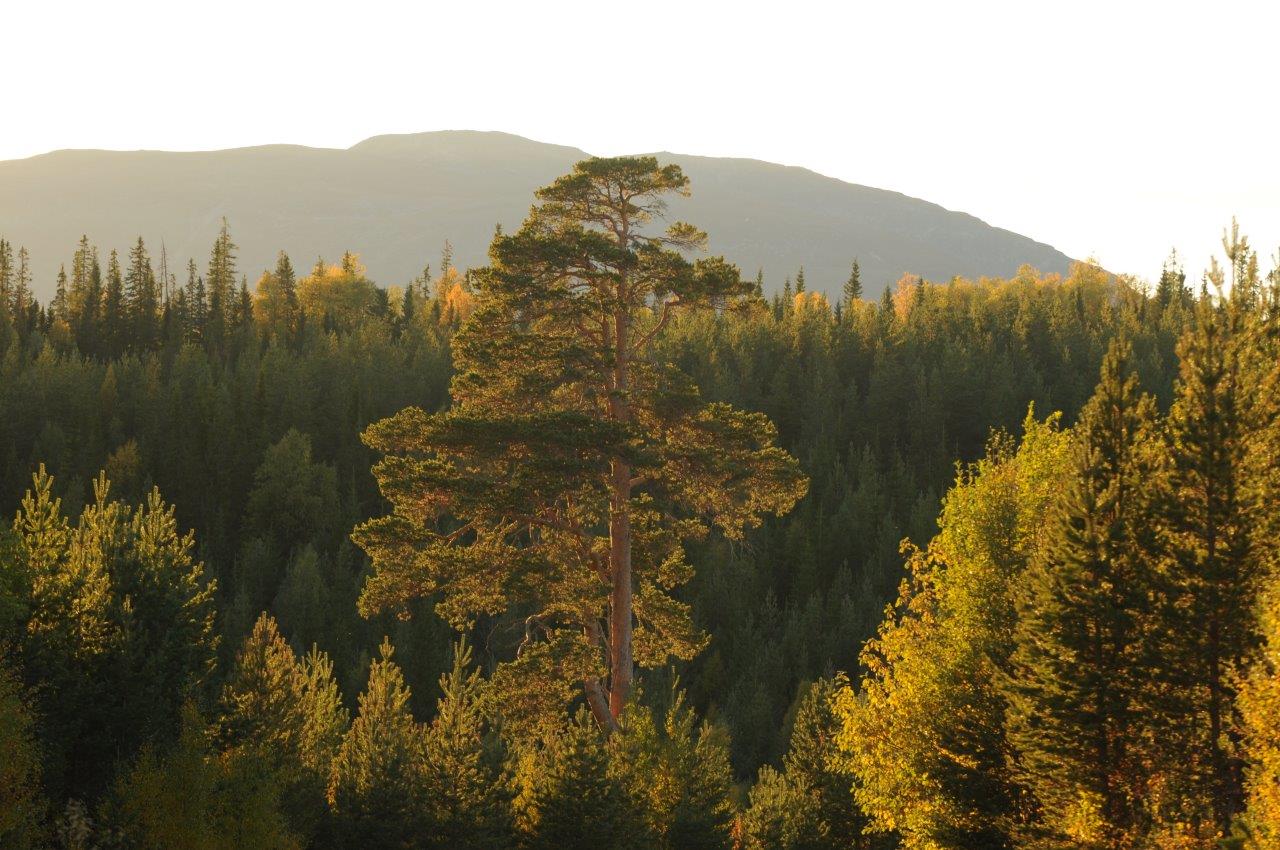 Skogsbild