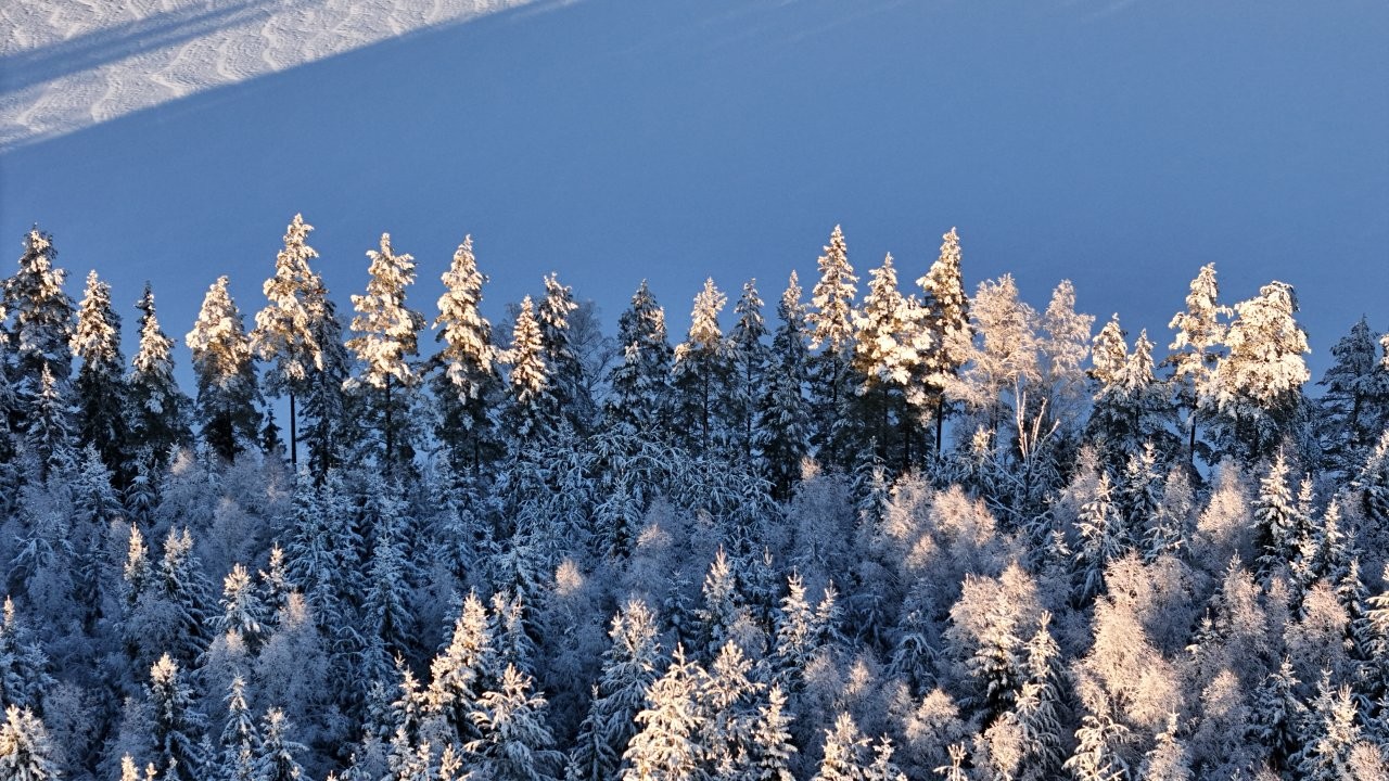 Bild på vacker vinterskog
