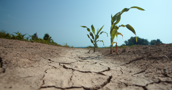 Bild på en torr åker med enstaka plantor som spirar