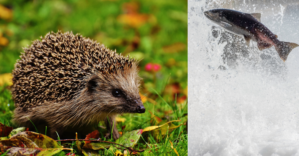 En igelkott går på gräs och en lax hoppar upp för strömmande vatten. Båda arterna är Rödlistade