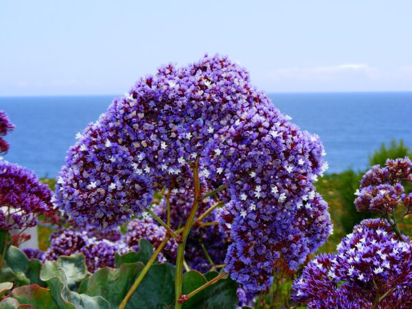Limonium