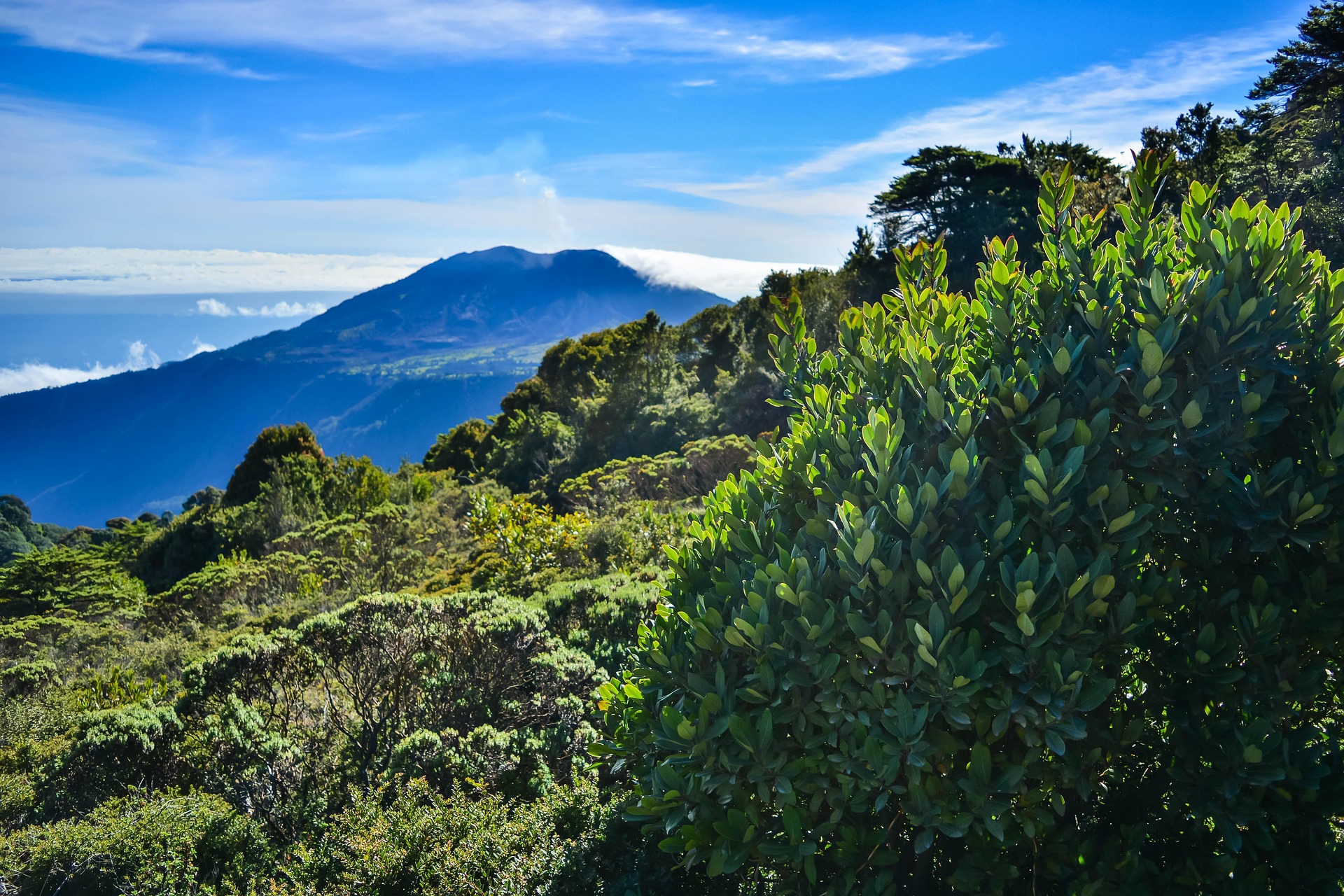 Regnskog i Costa Rica
