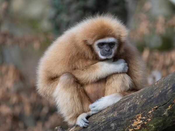 Gibbonapa, en utrotningshotad art.